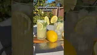 Never Buy Lemons Again! Plant This Lemon Tree Now 🍋