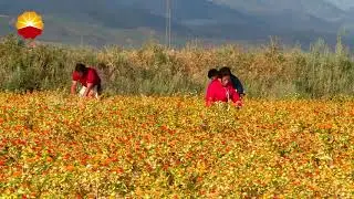 Xinjiang: el disfrute de la recolecci&oacute;n de c&aacute;rtamo