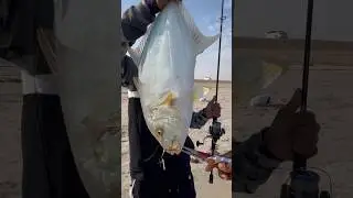 Shore Fishing Gone Wild &ndash; GT!#fishing #viralvideo #shortsfeed #uae #shorts #fish #kerala #viral