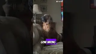 #dog #bloodhound #bloodhounddog #doglovers #doglover #funny #dogs #yourdog #cute