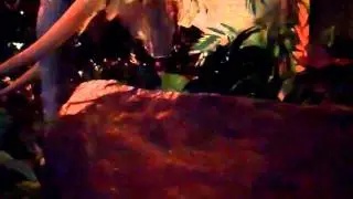 Rainforest Cafe @ Animal Kingdom - 2.16.11