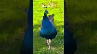 &ldquo;Beautiful Peacocks #shorts #trendingonshorts&rdquo;🥰/@AnnimalBuddies-w2m            #peacocks# shorts