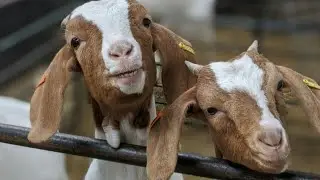 Crazy goats
