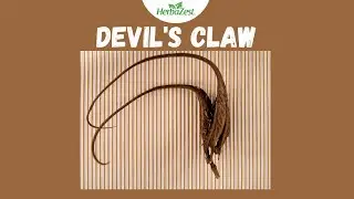 Devil's Claw - Herbazest