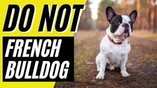 7 Reasons You SHOULD NOT Get a French Bulldog