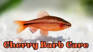 Cherry Barb Care Guide (Cherry Barb Tank Size and Tankmates)