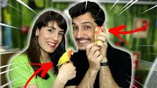 COMO MANTER UM PERIQUITO AFRICANO ROSEICOLLI !
