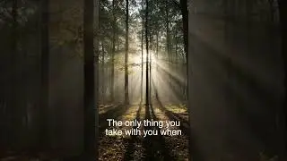 TREES CASTING MOVING SHADOWS WITH NO SUN #shorts