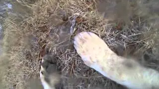 From a Lion's mouth - My Gopro