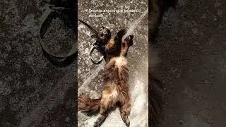 Morning sun, calm soul, happy Smokie.#trendingshorts#youtubeshorts#smokie#cat#sunbath#morning#sun