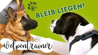 Liegen bleiben trotz Ablenkung: Hier ist Konzentration gefragt! | Der Welpentrainer | sixx