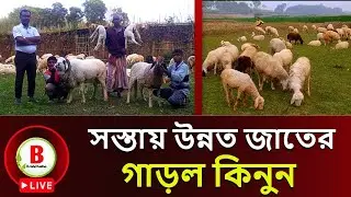 Live! হেবুলের গাড়ল খামারের আপডেট। garol khamar Bangladesh l sheep price