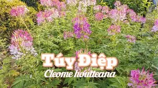 T&uacute;y Điệp (Cleome houtteana): Sắc T&iacute;m, sắc Hồng & những &ldquo;Ch&acirc;n Nhện&rdquo; mảnh mai