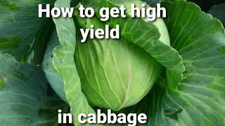How to grow cabbage in large scale