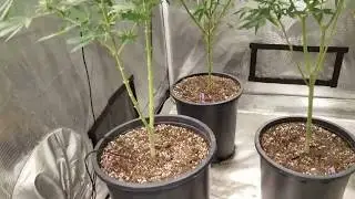Quantum boards, Vero 29 and CBD strains... Garden update week 5&6