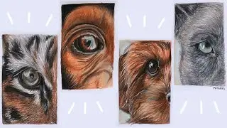 Speed drawing: Animal eyes