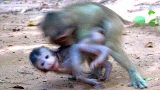 Too scared about baby monkey - Daily routine of young monkey