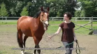 Ergela Galop