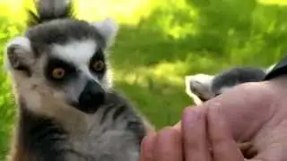 Wussten Sie schon? - Kattas