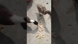 My Duck Family Was Eaten Some Breed 🍞😍🦆| #ducks #shorts #love #song | Thank You For Watching 😊💕|