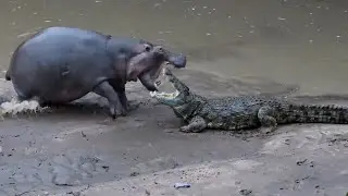 Saltwater Crocodile vs. Hippo: Who Would Win in A BATTLE?