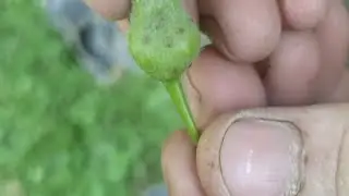 #Comment lutter contre les thrips, les pucerons et les aleurodes #Pommier #pommier #insectes