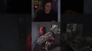 Изи я считаю | ДБД