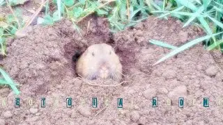 Neotropical Rodent: Tuco-Tuco
