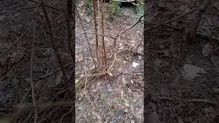 Mūsu meža skaistums. Красота нашего леса.@tamarausakova74