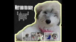 #12 Meet our Fur baby Love 