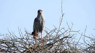Chanting Goshawk Dark DSCN5934 6