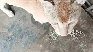 Poor baby got runny nose & cold 🤧 Cat Goldy get surprise food? Gave him something he never expected.