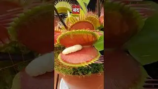 sabse khatarnak mansahari paudha | Carnivorous plants | #venusflytrap #carnivorousplants
