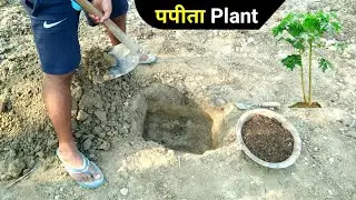 पपीता का पौधा इस विधि से लगाए 🍋🔥 papita ka paudha kaise lagaen | papita ki kheti| papaya cultivation