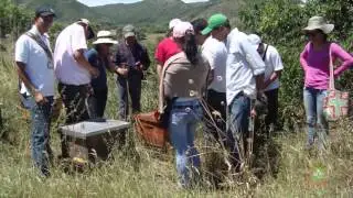 Buenas Practicas Apicolas | Abejas y Abejas