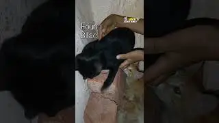 Found A Pitch Black Kitten #kittens #catvideos #lazykittens #cutecats #cutecats #blackcat #kitty