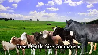 Breed Cattle Size Comparison