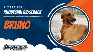 Rhodesian Ridgeback 🐾Off leash Training | Best Dog Trainer | Reno, NV🐾