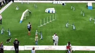 RUSSIA Large TEAM AGILITY AWC 2019