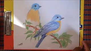 Beautiful sparrow colour pencil drawing