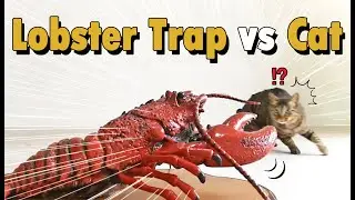 Lobster-Trap vs Cat