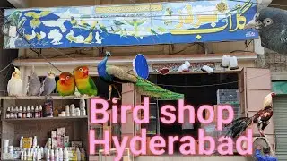 hyderabad ka sab sa bara bird shop