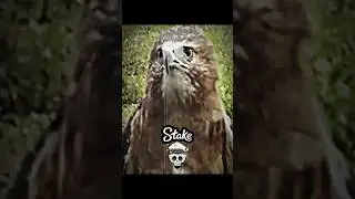 Birds screaming😱😱 #reaction #birds #funnyanimals #reels #funny #funnybirds #millionviews #comedy