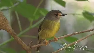 Pale Yellow Robin (Tregellasia capito) HD Video Clip 1/1