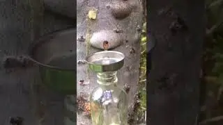 #Balsam fir resin harvest #shorts# gardene
