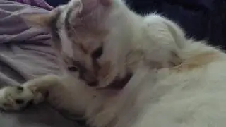 Cat licking fur