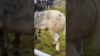 Belgian Blue Show Weanling in Arva