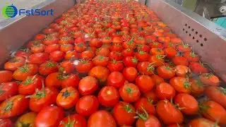 Clasificación de tomates por calidad,Procesamiento y clasificación de tomates,Clasificadora óptica