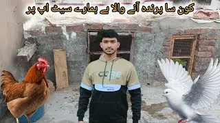 Так что вашу птицу устроят на новом месте 😍🕊️