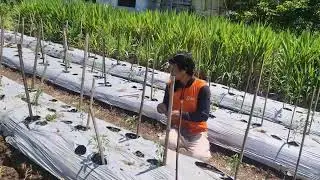 TRADITIONAL FARMING HACK! STRING SUPPORT MAKES CHILI GROW TALLER -Agriculture Farming